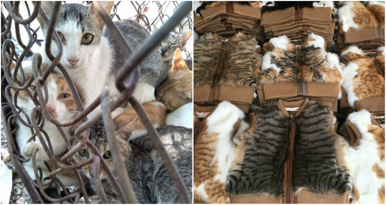Butchers in China Accused of Boiling Cats Alive to Make Purses and Shoes