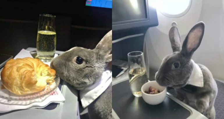 Crazy Rich Rabbit Sips Champagne in Business Class Flight to Japan