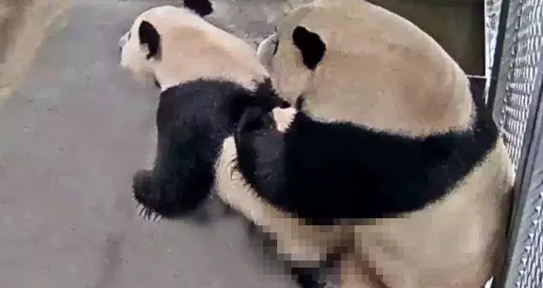 Dutch Zoo Captures 2 Pandas Finally F***ing