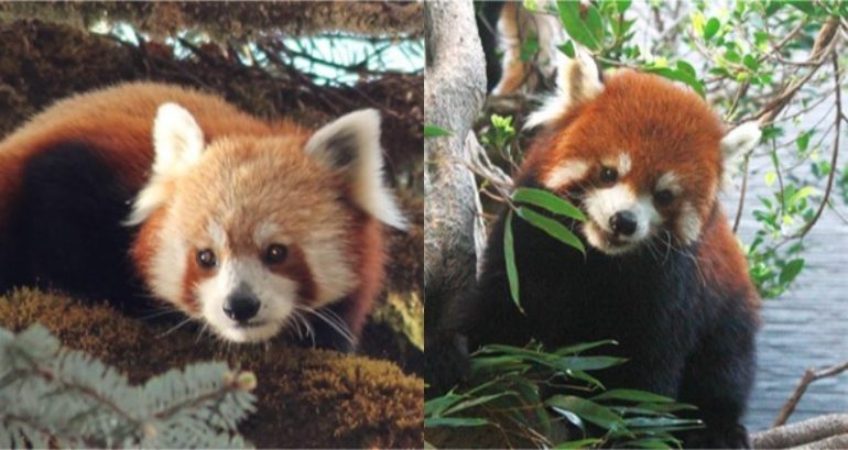 There Are Now 2 Species of Red Panda, Study Finds