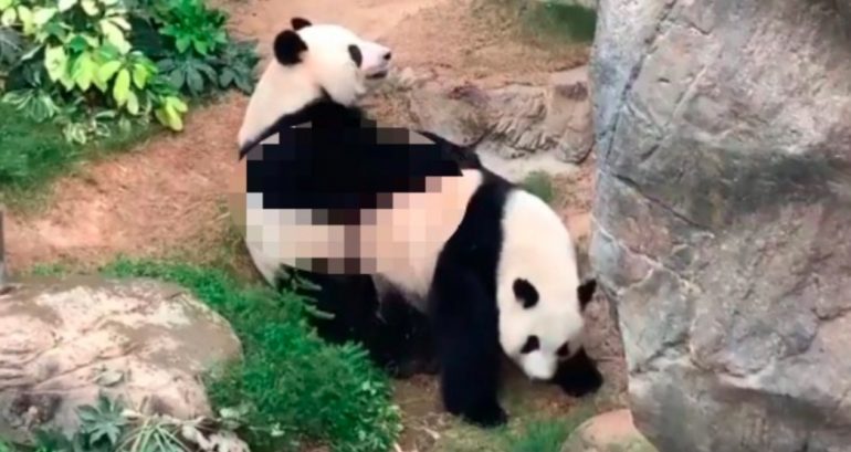 Giant Pandas in HK Finally Have Sex After 10 Years Because of Quarantine