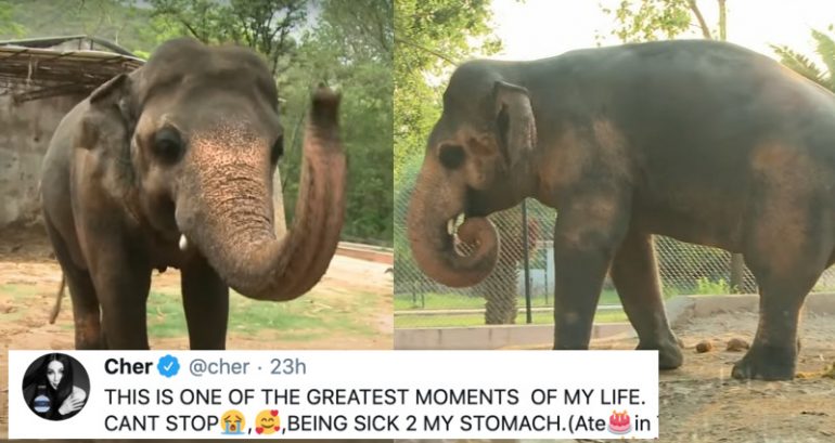 Pakistan Agrees to Free Lonely Elephant Who Spent Years in Chains After Singer Cher Helps