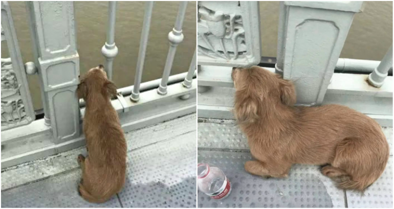 Dog Waits for 4 Days on a Bridge After Owner Jumps Off