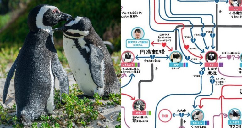 Japanese Aquariums Reveal Scandalous Penguin Dramas Juicier Than a Soap Opera