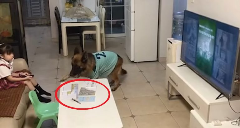 Good Dog Warns Girl to Turn Off TV and Do Homework When Parents Come Home