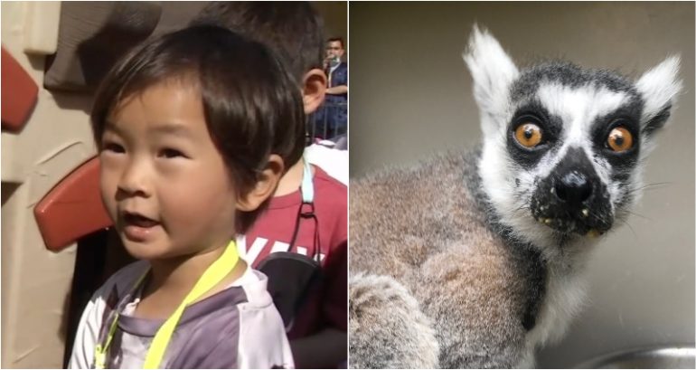 Bay Area Boy Finds Lemur Stolen from the SF Zoo