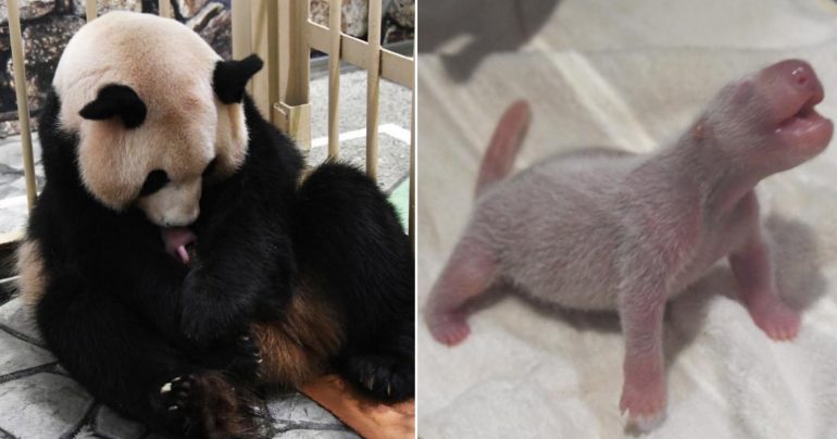Japanese Zoo Welcomes First Newborn Panda Cub in 2 Years