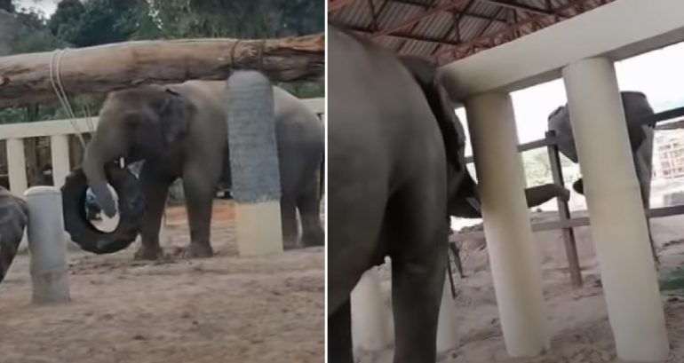 ‘World’s Loneliest Elephant’ Meets First Friend in 8 Years at New Home in Cambodia