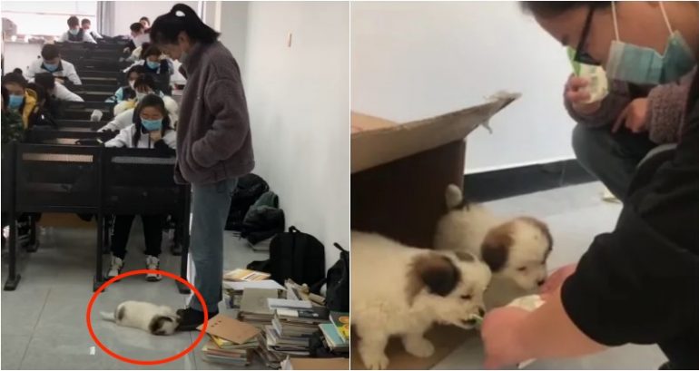 Stray Puppy Plays With Teacher as Students Take Their Exam in China