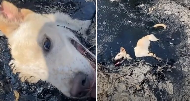 Woman Rescues Terrified Dog Trapped in Molten Rubber in Thailand