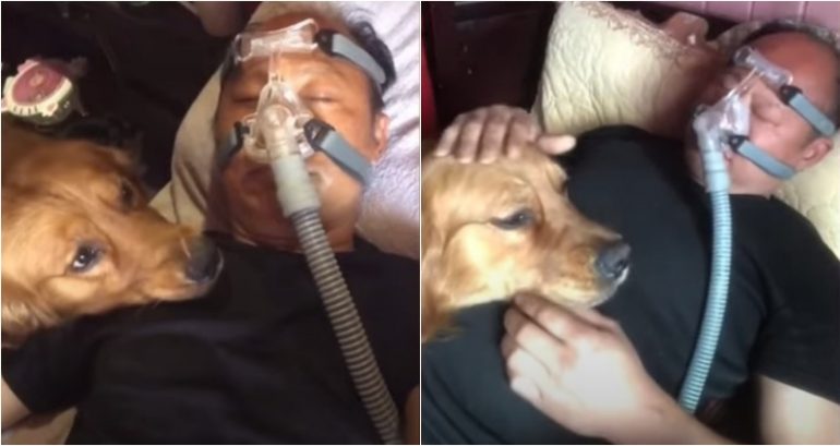 Golden Retriever Refuses to Leave Owner’s Side While Wearing a Ventilator