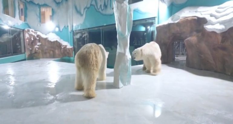 Chinese Hotel Sparks Outrage After Offering 24/7 Polar Bear Attraction