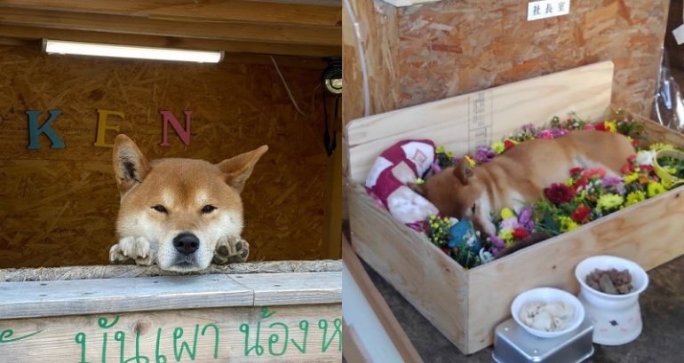 Ken, the Famously Adorable Roast Sweet Potato Stand Cashier in Hokkaido, Passes Away