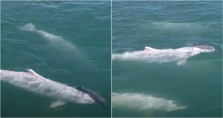 Grieving pink dolphin filmed cradling her dead calf in China