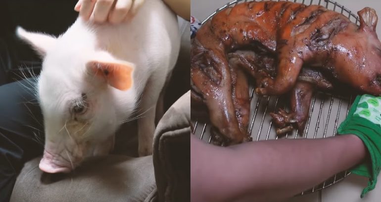 Japanese man punks the internet by ‘eating’ pet pig named Kalbi after 100-day YouTube series