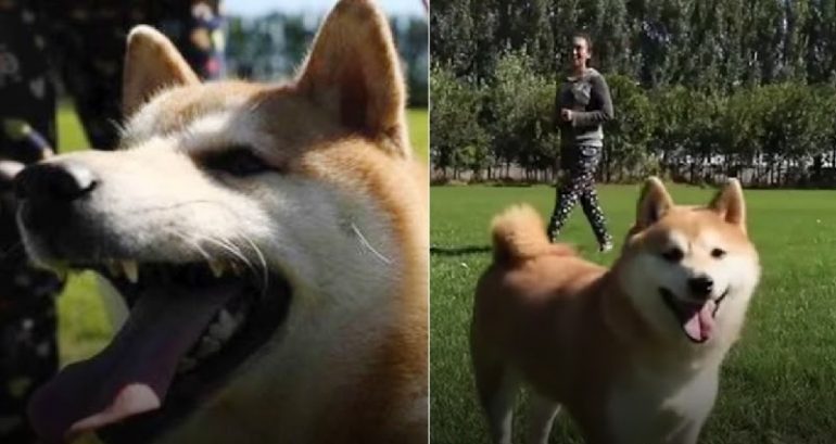‘I have been waiting for my owner for seven years’: ‘Lonely’ shiba inu fetches $25K at Chinese auction