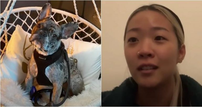 Woman’s French bulldog stolen at gunpoint by two men in Oakland