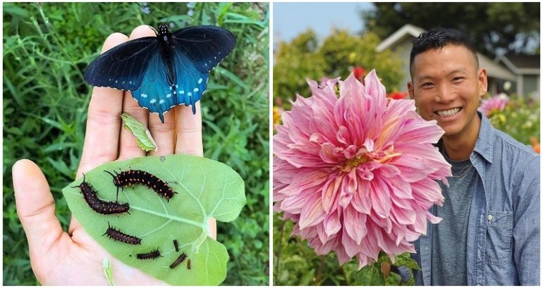 How one man repopulated San Francisco with a locally rare butterfly species by using his backyard