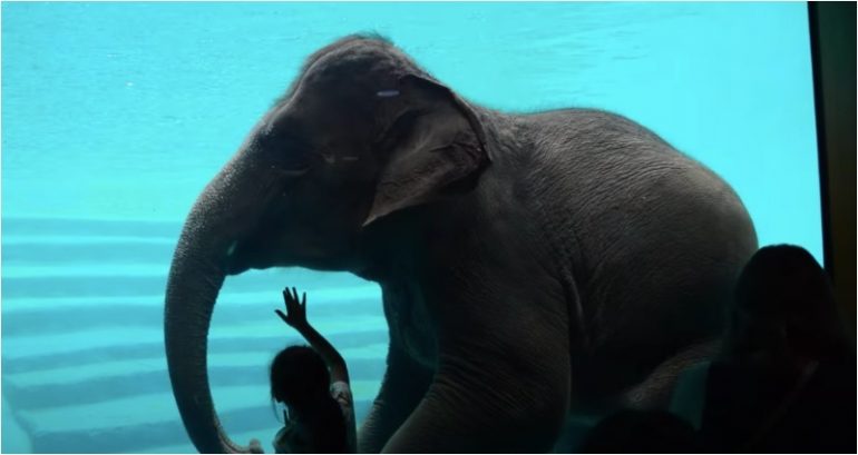 An award-winning photo of an elephant swimming has reignited a fierce debate on animal welfare in Thailand