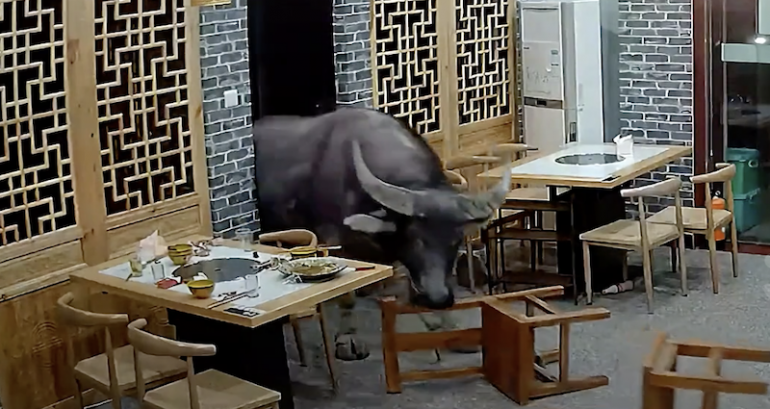 Video: Rogue buffalo in China charges through restaurant entrance, tosses unsuspecting customer