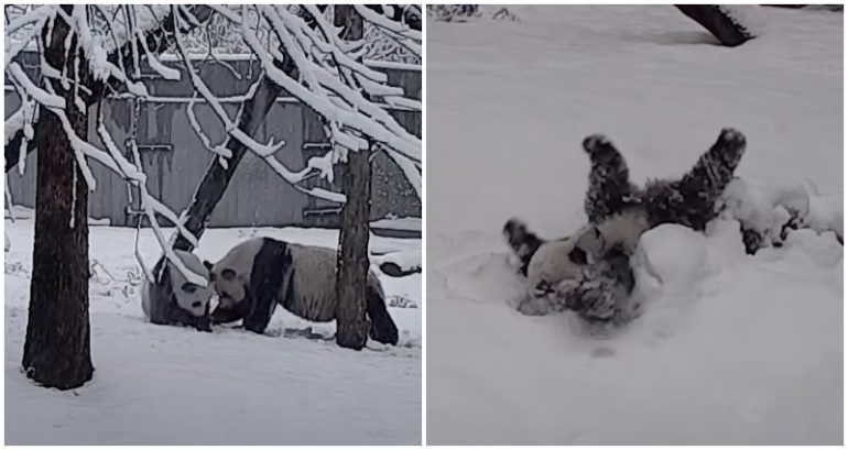 Video of panda cub Xiao Qi Ji’s incredibly fun snow day is un-bear-ably cute