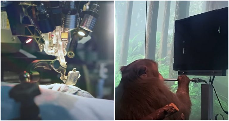 Elon Musk’s Neuralink denies monkeys were tortured in brain implant experiments