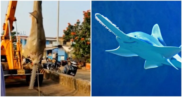 Video: Critically endangered sawfish weighing 550 lbs netted off India coast
