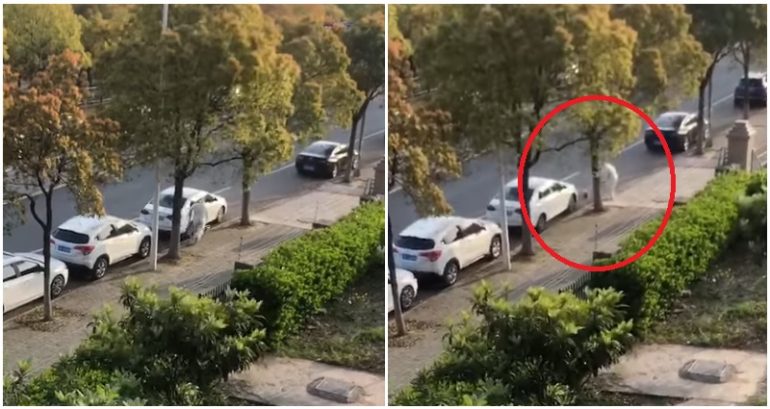 Healthcare worker filmed beating corgi to death in locked-down Shanghai sparks anger