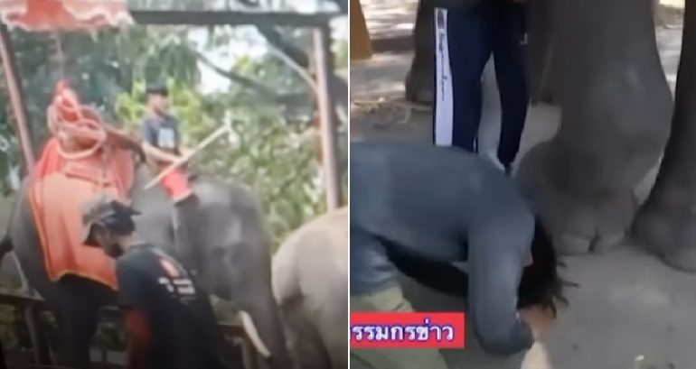 Thai elephant handler fired, made to kneel before animal he beat in the head with metal hook