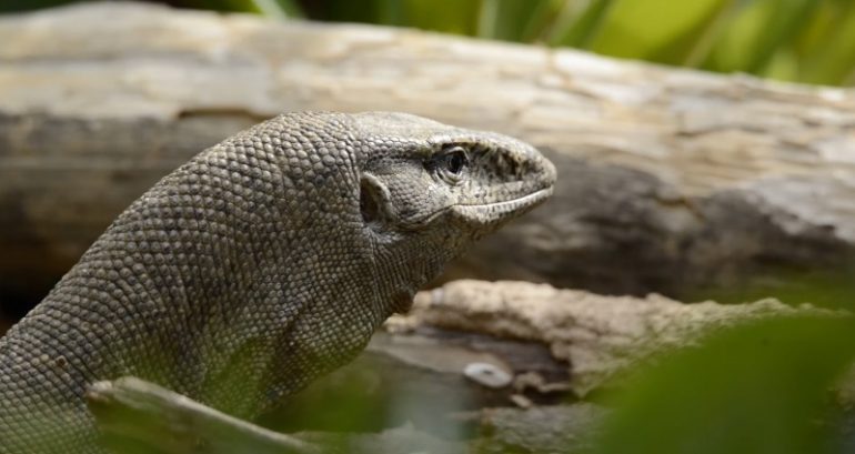 Four men arrested for ‘raping’ Bengal monitor lizard in western India