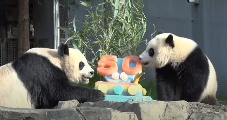 50th pandaversary: National Zoo celebrates with special ‘cakes’ for giant panda family