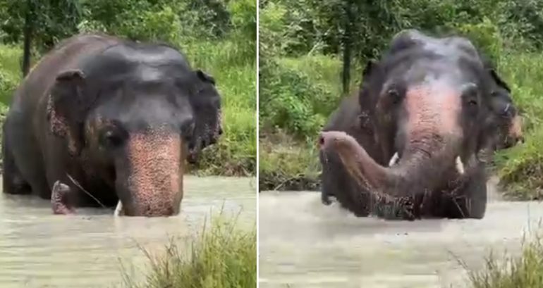 Video: Elephant once dubbed the ‘world’s loneliest’ has summer fun at Cambodian wildlife sanctuary