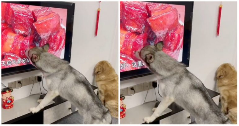 Dog licking TV screen showing meat is not the craziest thing in chaotic viral video
