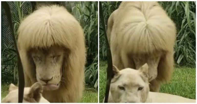 We’re not lion: King of the jungle’s mullet is mane attraction at Chinese zoo