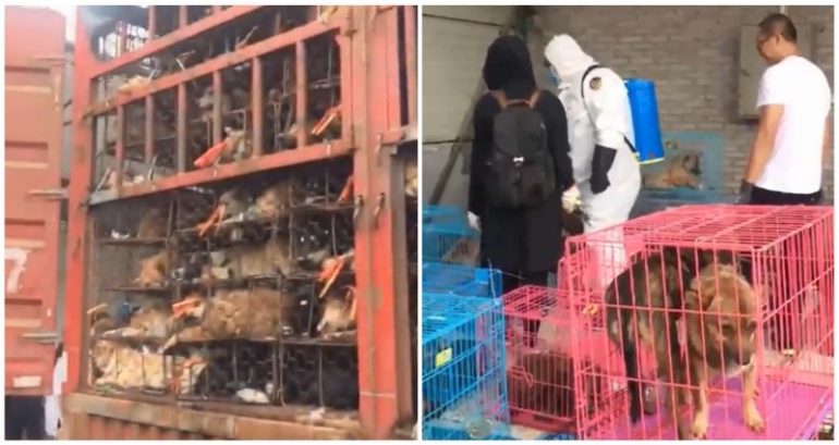 Controversial 10-day Yulin Dog Meat Festival set to kick off amid cancellation, rescue efforts