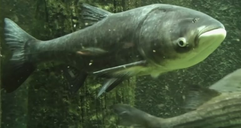 New campaign rebrands the ‘Asian carp’ as more appetizing ‘copi’