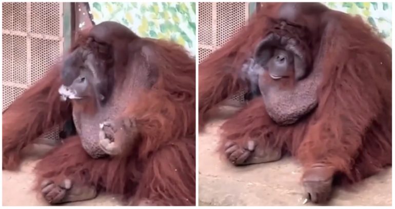 Orangutan caught puffing on cigarette thrown into enclosure by visitor at Saigon Zoo