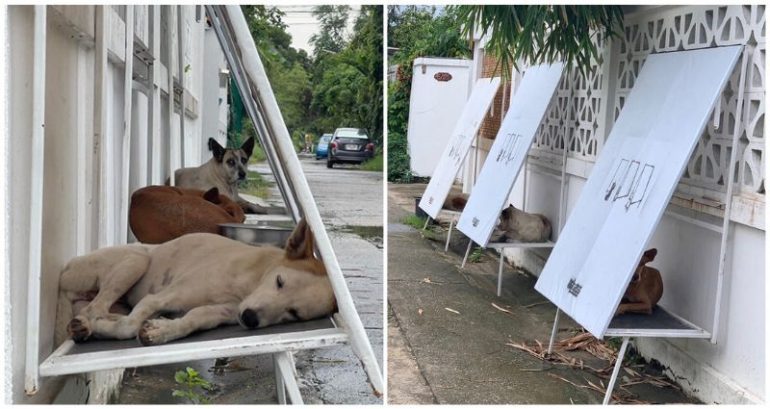 Thai student turns discarded billboards into shelters for stray dogs