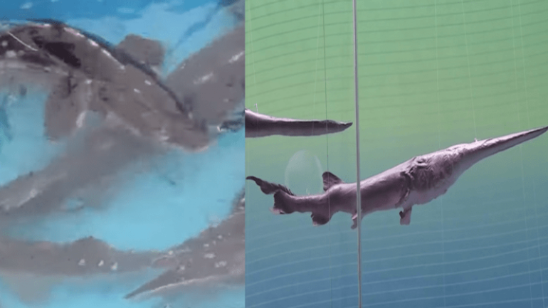 Iconic Chinese paddlefish and wild Yangtze sturgeon officially declared extinct