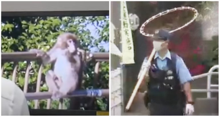Monkey accused of attacking 14 people over 10 days sought by police in Japan
