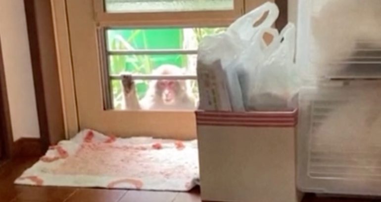 Macaque caught on video peering into home as Japanese city continues to hunt monkeys attacking locals