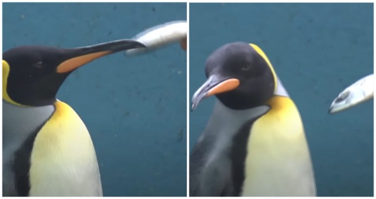 Adorable video shows picky penguins at Japanese aquarium refusing to eat cheaper fish