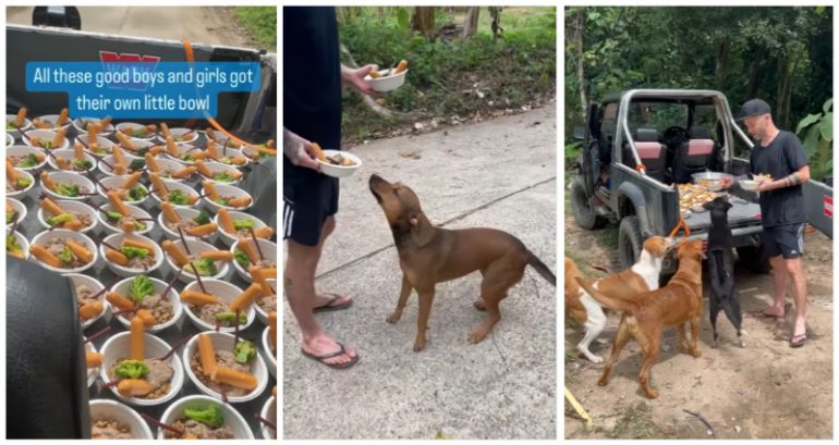 Ruff day no more: Stray dogs in Thailand get pawsitively delicious feast in viral video