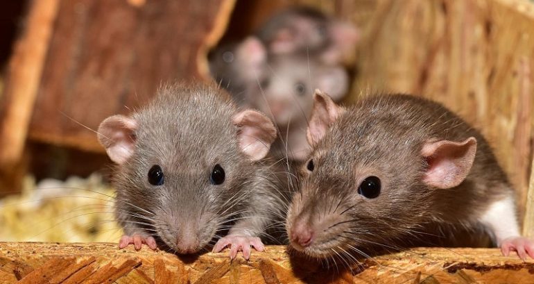 Chinese scientists successfully create world’s first mammal with fully reprogrammed genes