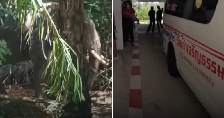 Overworked elephant rips Thai owner in half