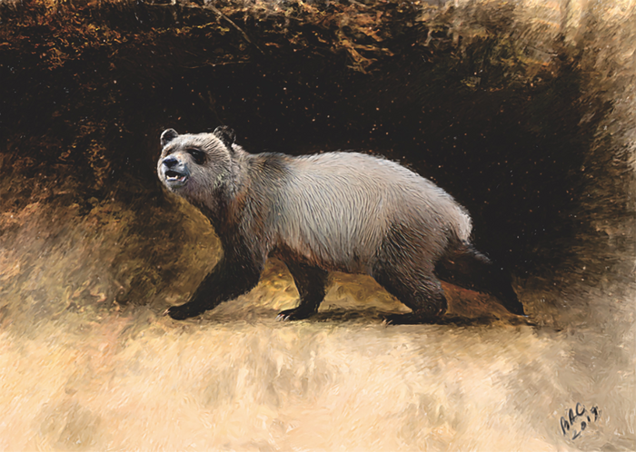 Discovery of extinct panda species reinforces evidence of pandas originating in Europe, not Asia