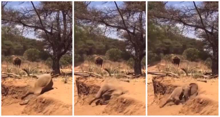 Elephant mom tries to teach her clumsy calf how to go down a slope in viral video