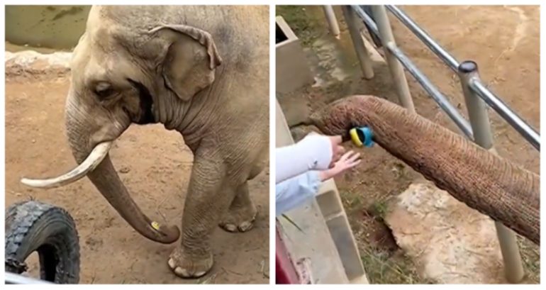 Elephant at Chinese zoo filmed returning shoe to child