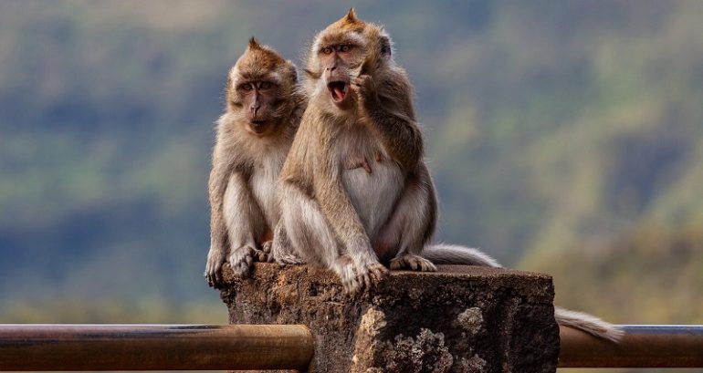 Indonesian monkeys use stones as sex toys, researchers find