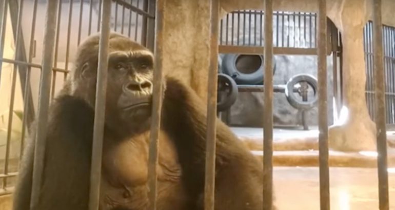 Bua Noi, the ‘world’s loneliest gorilla,’ has been caged in a Thailand shopping mall for 33 years